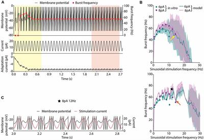 Optimization of Efficient Neuron Models With Realistic Firing Dynamics. The Case of the Cerebellar Granule Cell